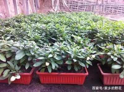 人參果盆栽種植指南與養(yǎng)護(hù)要點(diǎn)