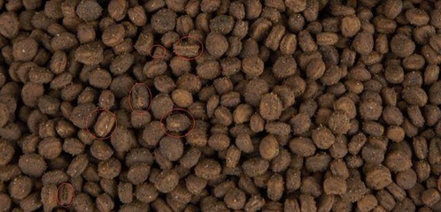 參農(nóng)講述人參種植要點(diǎn) 盆栽人參，或許是最適合家庭的人參栽培技術(shù)